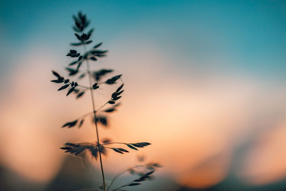 Silhouette of long grass