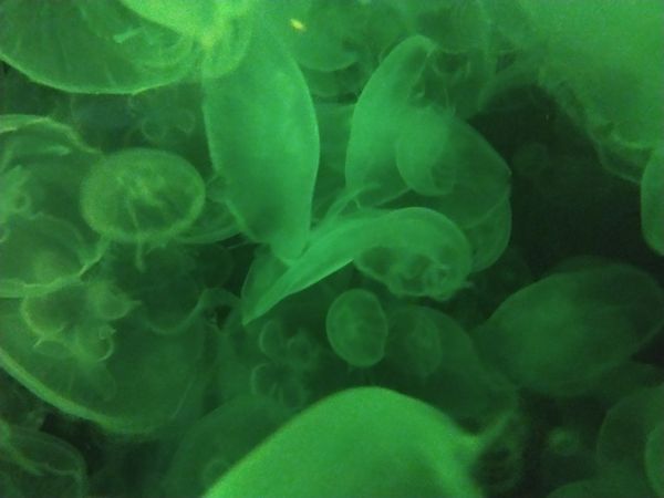 Jellyfish in Green Light
