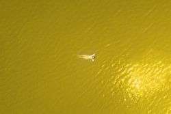 Far away aerial image of woman swimming in yellow water