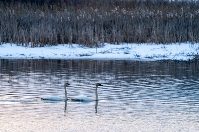 Trumpeter Swans landing on Big Sandy Lake in McGregor, Minnesota