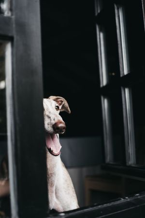 Cute dog looking through window