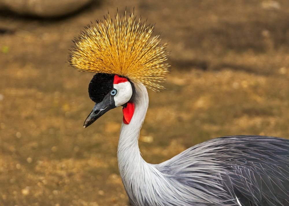 Cape Crane Balearica