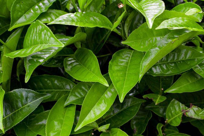simple background of green leaves