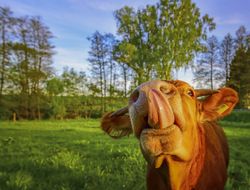Calf with tongue out