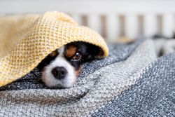 Cavalier Spaniel hiding in bed