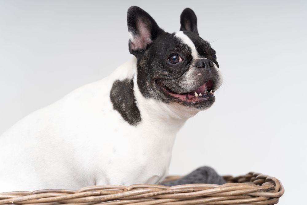 Cute small pitbull in basket