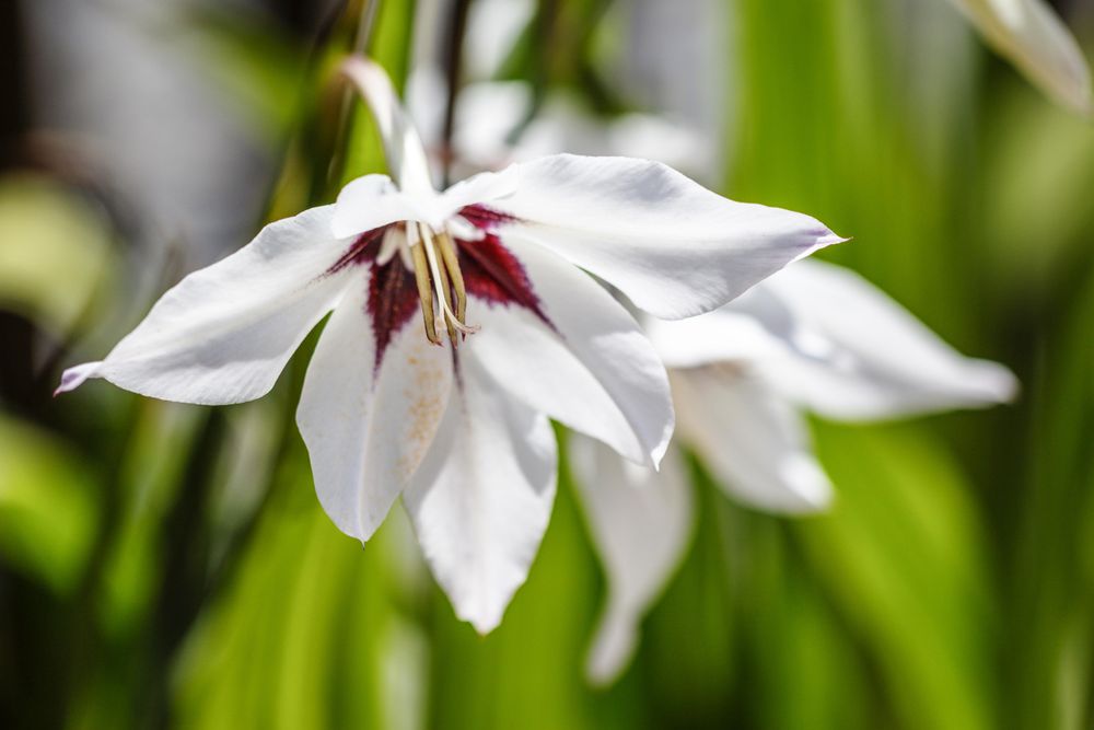 Peacock orchid flower growing in a hedge