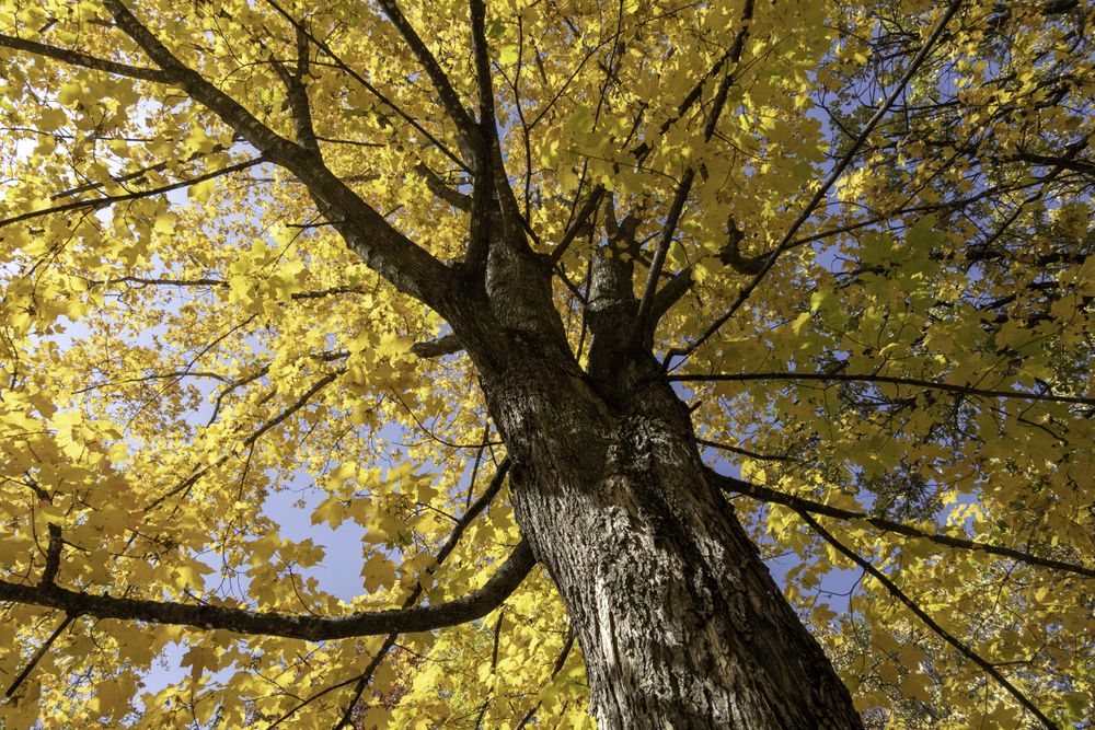 Maple tree at Afton State Park in Afton, Minnesota