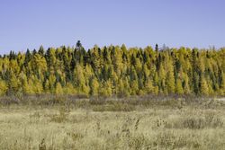 Tamarack trees in Itasca County on clear day, Minnesota