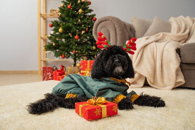 Concept of Merry Christmas, funny Christmas dog