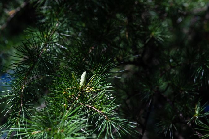Pines on the tree