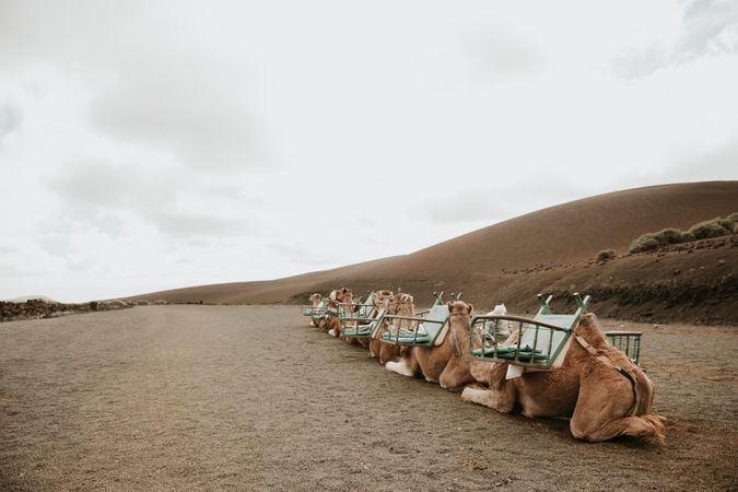 Camels resting near hill