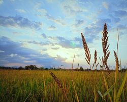 Rice fields before sunset