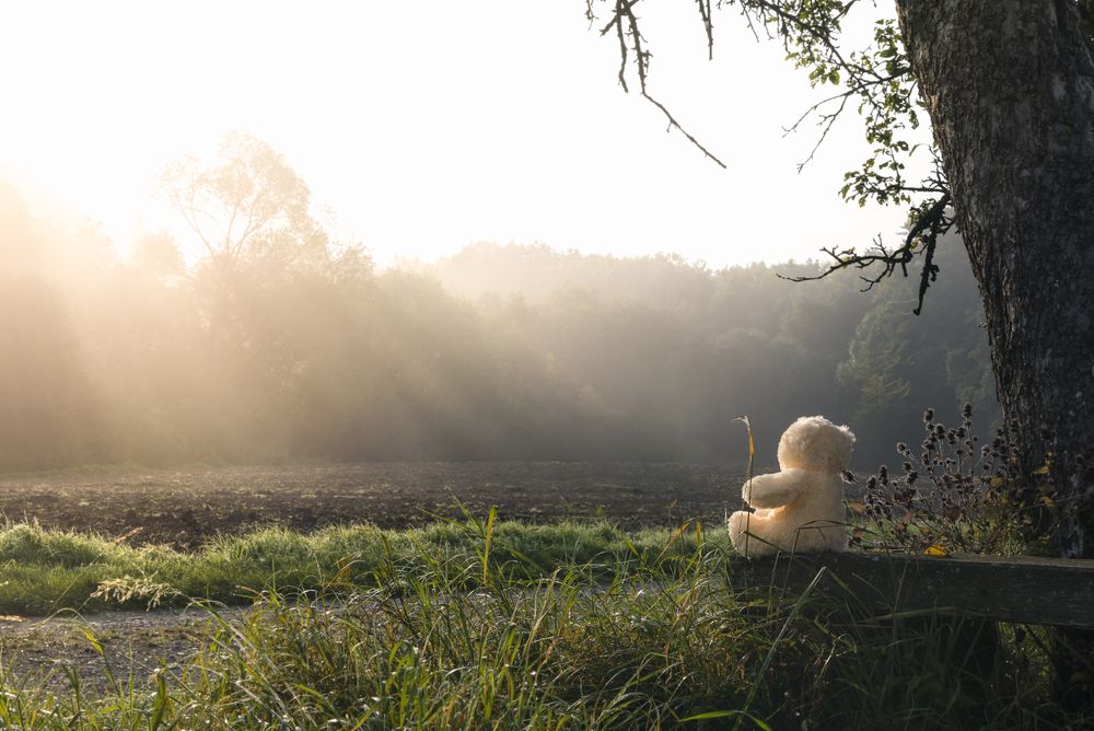 Morning sun and a toy on a bench