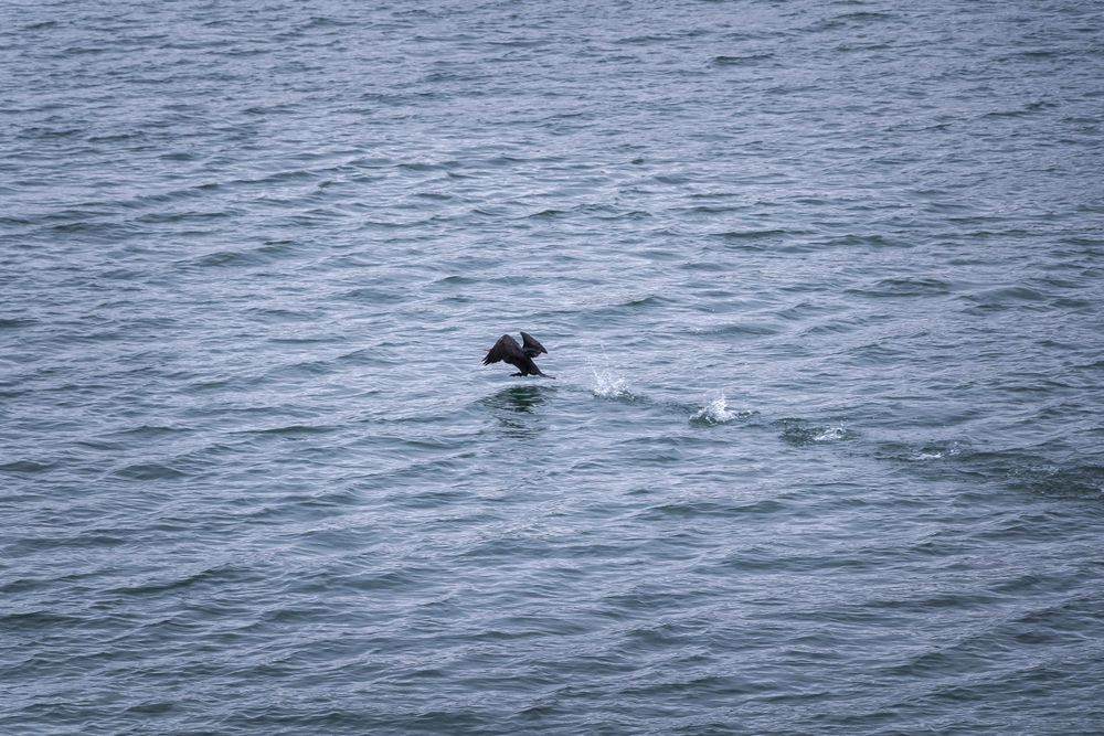 Bird landing in water
