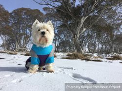 Western highland terrier in blue and gray jacket in snow field 5ryE10