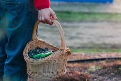 Crop farmer with basket of olives