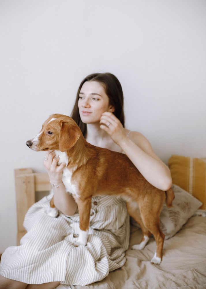 Woman playing with beagle dog on bed
