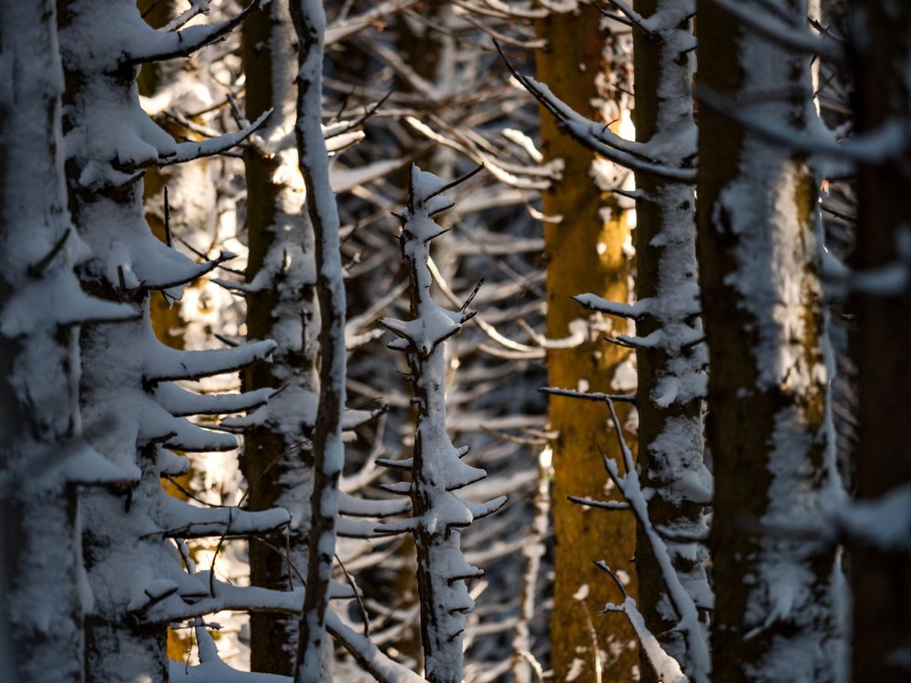 Beautiful snowy forest in the Vosges mountains.