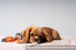 Cute cocker spaniel resting on rug with toys 48BNeY