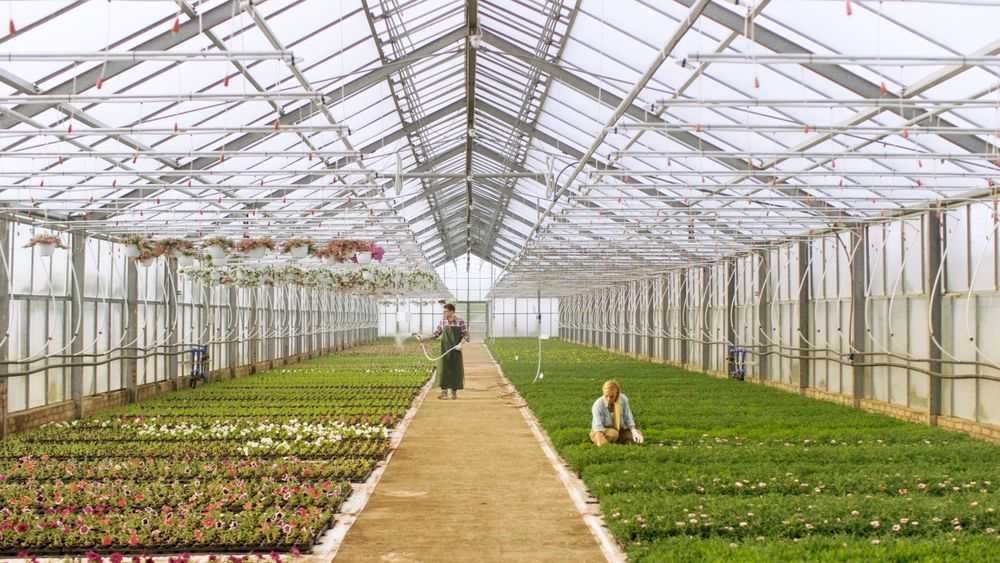 Shot in a Sunny Industrial Greenhouse Where Gardeners Water Flowers and Plants With Hosepipe and Arrange, Sort and Check their Quality.