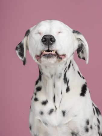 Funny dalmatian dog smiling with eyes closed on a pink background