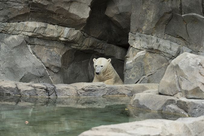 Polar bar emerging from rocks in it’s zoo enclosure
