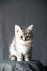 Light cat on green textile