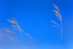 Transparent golden twigs on blue sky