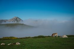 Cattle in green meadow during foggy sunny weather