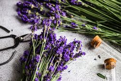 Summer background with lavender flowers on grey counter ready for arrangement