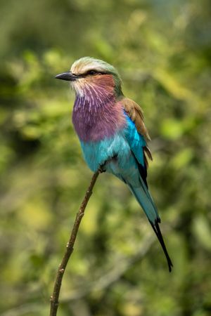 Lilac-breasted roller watches camera from thin branch