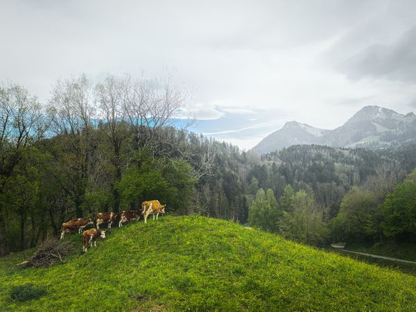 brown cows, Gruyères, Vaud