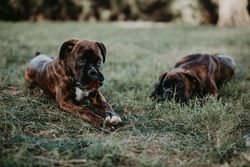 Playful dogs laying in grass with cone