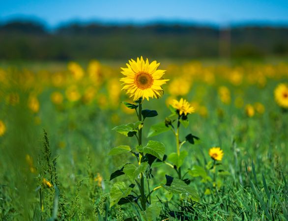 A chic field of sunflowers in the bright sun. Three colors