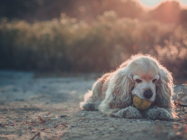 Funny dog lying on ground between plants