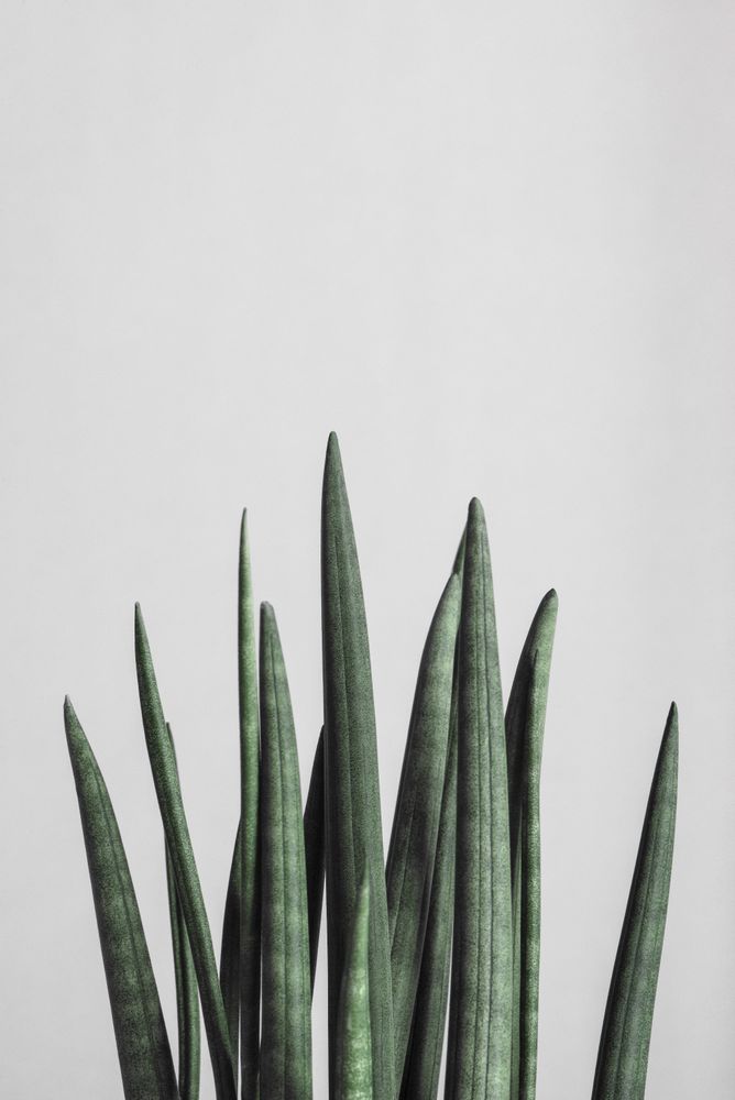 Sansevieria, green flower