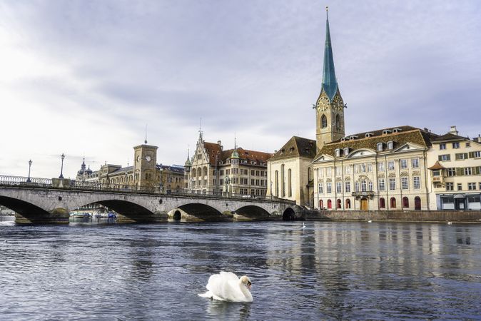 Zurich cityscape with a swan on the river Limmat in Switzerland