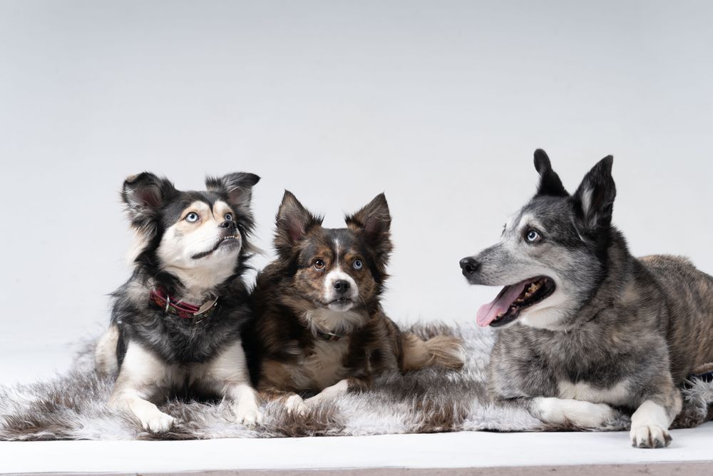 Portrait of three Australian shepherds in studio