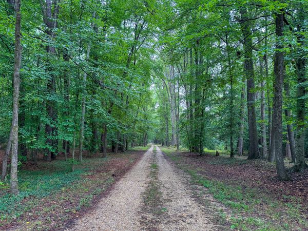 Virginian forest drive