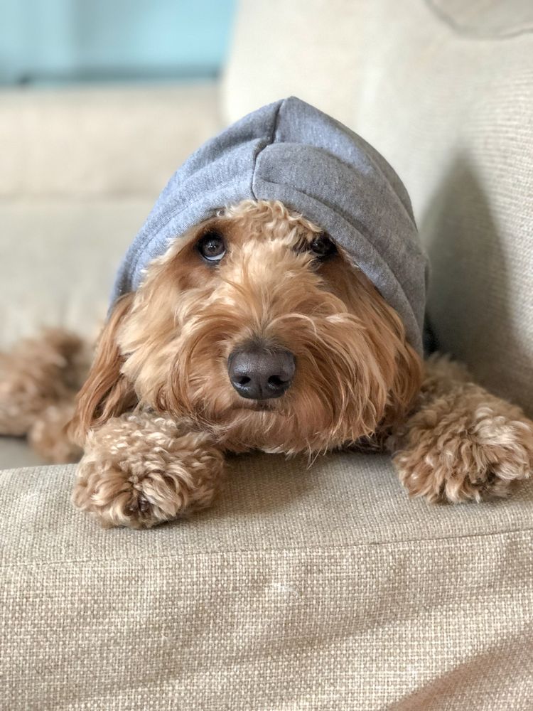 Portrait of Goldendoodle wearing hoodie lying on sofa