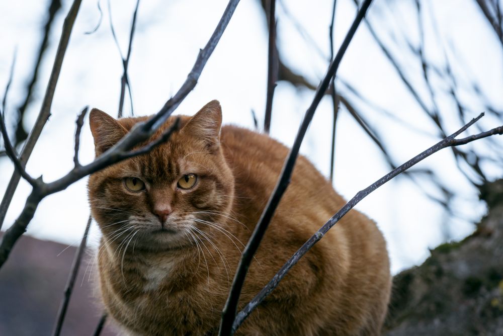 Orange cat in a tree looking down at the camera