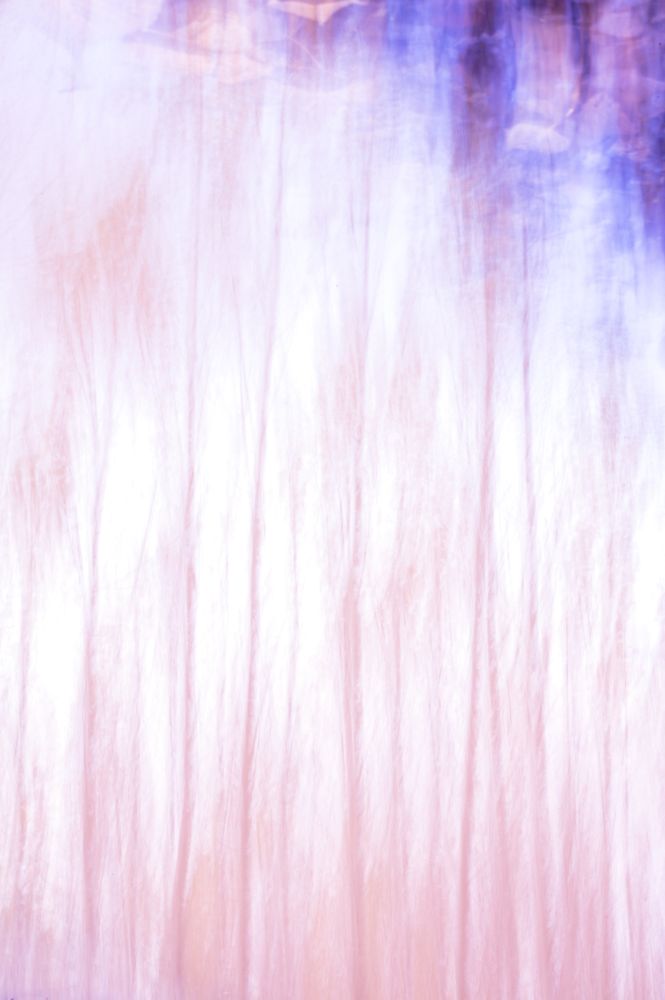 Blurred trees in green forest