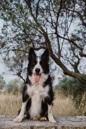 Senior Border Collie sitting on road against blurred dry grass