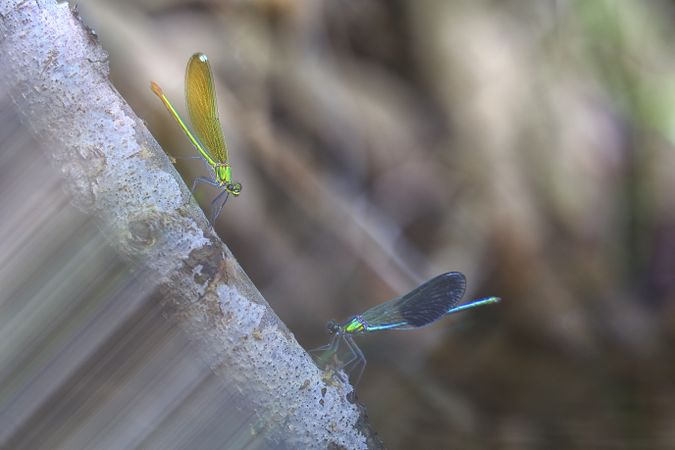 Dragon-fly on thin twig of plant