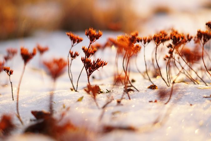 Orange flowers on meadow in winter