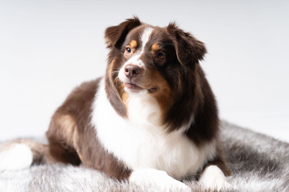 Brown Australian shepherd lying on rug