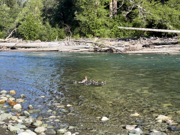 Mother duck with her ducklings on Cascade River