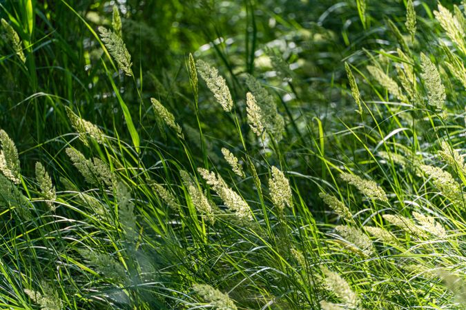 Summer meadow of bright green grass