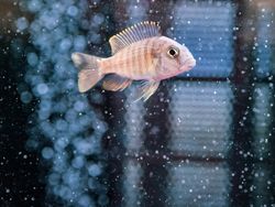 Exotic fish in aquarium